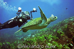 Green turtle at Cordilheiras Dive Point. Fernando de Noro... by Alexandro Auler 